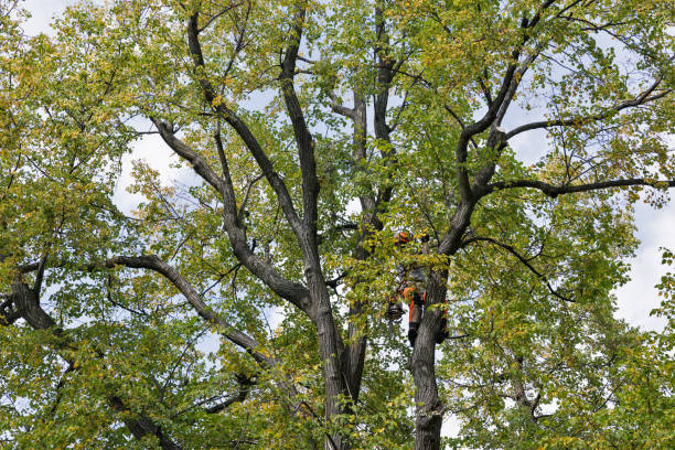 How Our Tree Care Process Works  in  Warwick, RI